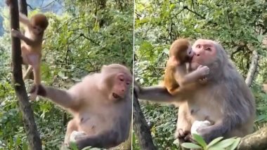 Viral Video: पेड़ पर चढ़ने की कोशिश कर रहा था नन्हा बंदर, मां ने पैर पकड़कर खींचा तो बच्चे ने ऐसे किया रिएक्ट