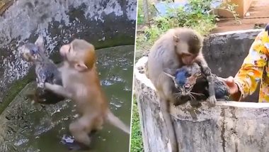 Viral Video: कुएं में गिरी बिल्ली के लिए जब मसीहा बना बंदर, खुद को जोखिम डालकर बचाई उसकी जान