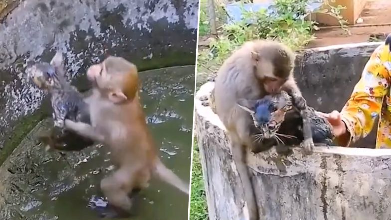 Viral Video: कुएं में गिरी बिल्ली के लिए जब मसीहा बना बंदर, खुद को जोखिम डालकर बचाई उसकी जान