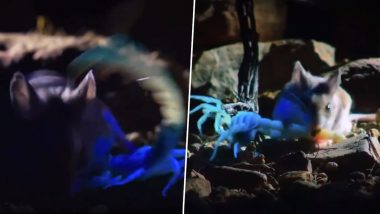 Grasshopper Mouse: टिड्डा चूहे ने किया जहरीले बिच्छू का शिकार, फिर चंद्रमा को देखकर लगा चिल्लाने (Watch Viral Video)