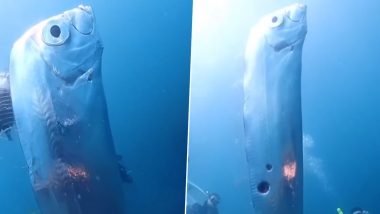 Oarfish Viral Video: समुद्री राक्षस से होती है इस मछली की तुलना, विशालकाय ओरफिश को देख उड़ जाएंगे आपके होश