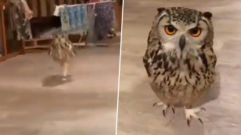 Viral Video: उल्लू को दौड़ते देख आपको नहीं होगा अपनी आंखों पर यकीन, मनमोहक वीडियो हुआ वायरल