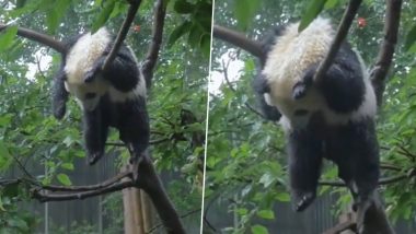 रिमझिम बारिश के बीच पेड़ पर लटक कर आराम करता दिखा पांडा, Viral Video देख आप भी कहेंगे सो क्यूट
