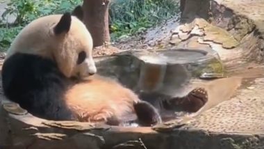 पानी में जमकर मस्ती करता दिखा पांडा, Viral Video देख आपको भी याद आ जाएगा आपका बचपन