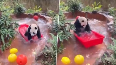 दुनिया से बेखबर होकर पानी में मस्ती करता दिखा पांडा, अपनी क्यूटनेस से जीत लिया सबका दिल (Watch Viral Video)