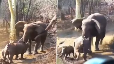 Viral Video: अपने बच्चे को बचाने के लिए हाथी से भिड़ गया गैंडा, दोनों की खतरनाक फाइट का वीडियो हुआ वायरल