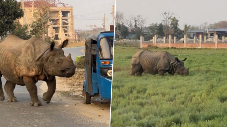 Viral Video: रिहायशी इलाके में सड़क पर तेज रफ्तार में दौड़ता नजर आया गैंडा, हैरान करने वाला वीडियो हुआ वायरल