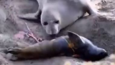 Seal Viral Video: जन्म के बाद नवजात सील में नहीं दिखी कोई हलचल तो रोने लगी मां, फिर जो हुआ... देखकर हो जाएंगे इमोशनल