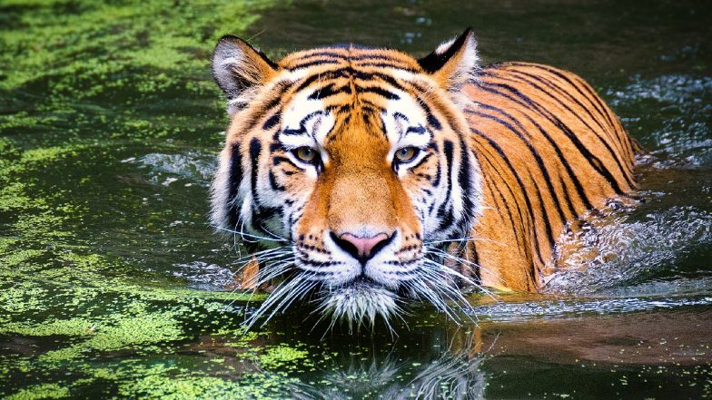 Tiger Terror: तीन दिनों में दो लोगों को शिकार बनाने वाले बाघ आदमखोर घोषित, शिकारी दल तैनात