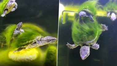 Turtle Viral Video: पानी में तैरते इन कछुओं के खोल पर उगे हैं हरे-हरे शैवाल, मनमोहक वीडियो हुआ वायरल