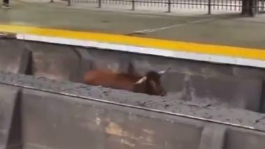 Viral Video: रेलवे ट्रैक पर दौड़ लगाता दिखा सांड, जानवर के चलते न्यू जर्सी से न्यूयॉर्क के बीच रेल सेवाएं हुईं बाधित