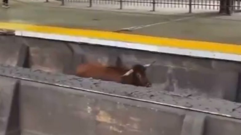 Viral Video: रेलवे ट्रैक पर दौड़ लगाता दिखा सांड, जानवर के चलते न्यू जर्सी से न्यूयॉर्क के बीच रेल सेवाएं हुईं बाधित