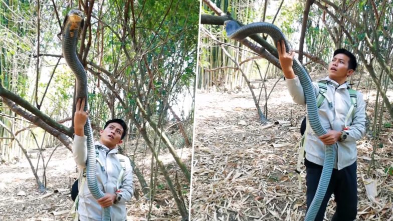 King Cobra: किंग कोबरा को हाथ में लेकर शख्स के लिए कैमरे के लिए दिया पोज, हैरान करने वाला वीडियो हुआ वायरल