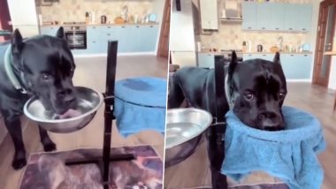 Dog Viral Video: पानी पीने के बाद कपड़े से अपना मुंह पोंछता नजर आया कुत्ता, मजेदार वीडियो हुआ वायरल