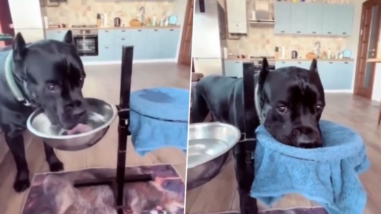 Dog Viral Video: पानी पीने के बाद कपड़े से अपना मुंह पोंछता नजर आया कुत्ता, मजेदार वीडियो हुआ वायरल