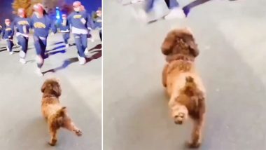 डांस कर रहे ग्रुप के साथ ठुमक-ठुमक कर नाचने लगा कुत्ता, अपने मूव्स से जीता सबका दिल (Watch Viral Video)