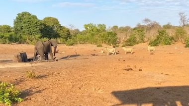 Viral Video: शेरों के झुंड में फंसा हाथी का परिवार, मां हथिनी के सामने शिकारियों ने ले ली उसके बच्चे की जान