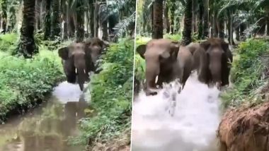 शरारती गजराज! बच्चों की तरह पानी में मस्ती करते दिखे तीन हाथी, आपके मन को मोह लेगा यह Viral Video