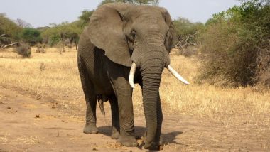 जिम्बाब्वे के सबसे बड़े गेम रिजर्व ह्वांगे नेशनल पार्क में सूखे से 100 हाथियों की मौत