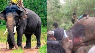 Dasara Elephant Arjuna Dies: मैसूर दशहरा की शान रहे ‘अर्जुन’ का निधन, जंगली हाथी से लड़ाई के दौरान हुई मौत