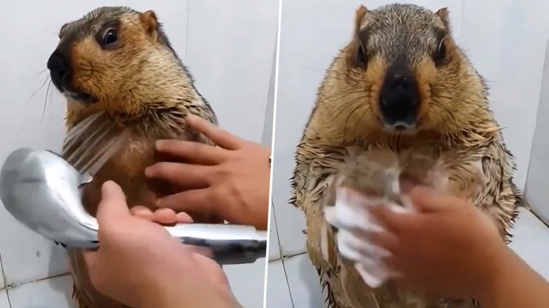 Marmot Funny Video: अच्छे बच्चे की तरह शॉवर लेता दिखा मारमोट, उसके नहाने का अंदाज देख छूट जाएगी आपकी हंसी