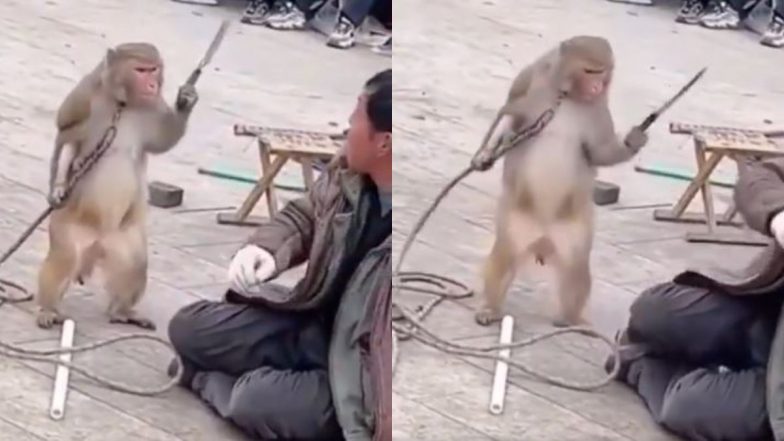बंदर के हाथ लग गया चाकू, धारदार हथियार दिखाकर मदारी को ही लगा डराने, फिर जो हुआ... देखें Viral Video