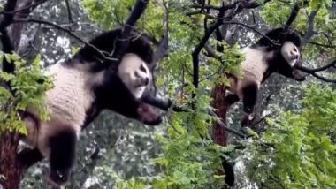 Viral Video: आलसी पांडा को अपनी नींद है सबसे प्यारी, दुनिया से बेखबर होकर पेड़ पर सोते इस क्यूट जानवर का वीडियो हुआ वायरल