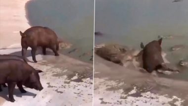 मगरमच्छों से भरे तालाब में फिसलकर गिरा सुअर, पल भर में खूंखार शिकारियों के झुंड बन गया शिकार (Watch Viral Video)