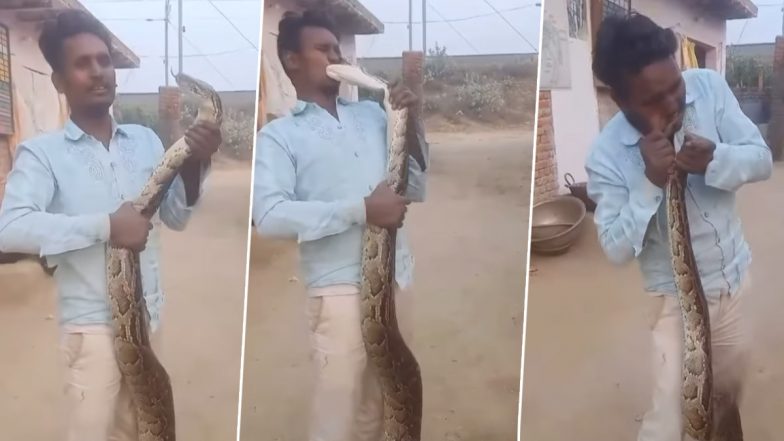 अजगर को अपने चेहरे के करीब लाकर मस्ती करने लगा शख्स, फिर सांप ने जो किया... रोंगटे खड़े कर देगा यह Viral Video