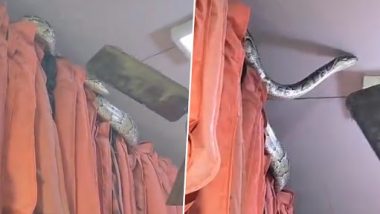 Meerut: दुकान में विशालकाय अजगर को देख बाजार में मची अफरा-तफरी, काफी मशक्क्त के बाद किया गया रेस्क्यू (Watch Viral Video)