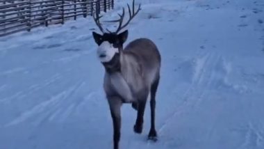Reindeer Viral Video: बर्फ पर मदमस्त होकर दौड़ लगाता दिखा रेनडियर, मनमोहक वीडियो हुआ वायरल