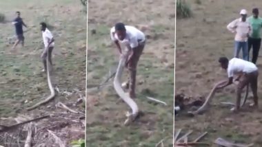 विशालकाय किंग कोबरा को पकड़ रहा था शख्स, गुस्साए नागराज ने फन फैलाकर की अटैक की कोशिश (Watch Viral Video)
