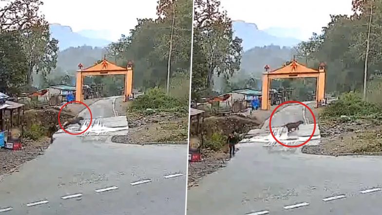 सड़क से गुजरते शख्स के सामने अचानक आ गया टाइगर, फिर जो हुआ... Viral Video देख हैरान हो जाएंगे आप