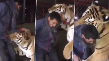 Viral Video: बाघ ने पहले पैर पर किया अटैक, फिर दबोच ली शख्स की गर्दन, रोंगटे खड़े करने वाला वीडियो हुआ वायरल
