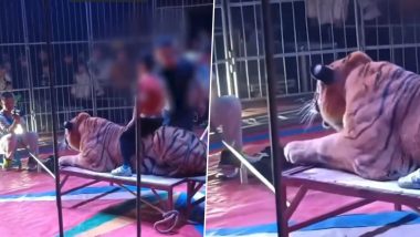 Viral Video: सर्कस के खूंखार बाघों की सवारी, फोटो के लिए माता-पिता अपने बच्चों की जिंदगी से कर रहे खिलवाड़