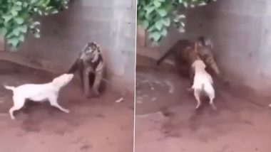 Viral Video: जंजीर में बंधे बाघ के साथ पंगा लेना कुत्ते को पड़ा भारी, वीडियो में देखें कैसे खूंखार शिकारी ने लिया बदला