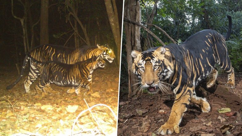 Black Tiger: जंगल में सैर करता नजर आया ब्लैक टाइगर, दुर्लभ प्रजाति के इस बाघ की तस्वीरें और वीडियो देख दंग रह जाएंगे आप
