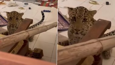 Leopard Enters Jaipur’s Hotel Room: जयपुर के एक होटल में तेंदुआ घुसा, कोई जनहानि नहीं; देखें वीडियो