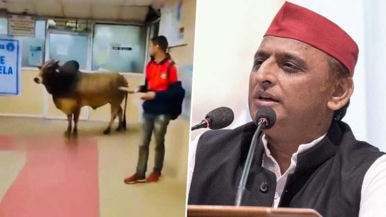 UP-Bull In Bank: दिन दहाड़े बैंक के अंदर घुसा सांड, अखिलेश यादव ने सोशल मीडिया पर वीडियो शेयर कर BJP की ली चुटकी