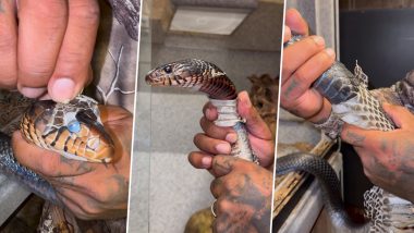 Man Helps Snake it Shed Skin: दूसरे सांपों को खाने वाले स्नेक की शख्स ने केचुली छुड़ाने में की मदद, इंटरनेट पर वायरल हुआ शॉकिंग वीडियो