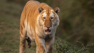 Golden Tiger Spotted: असम के मुख्यमंत्री ने राष्ट्रीय दौरे पर काजीरंगा राष्ट्रीय उद्यान में दिखे गोल्डन टाइगर की तस्वीर की साझा, देखें पोस्ट