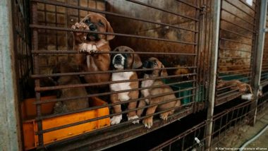 Dog Meat Ban In South Korea: दक्षिण कोरिया में कुत्ते का मांस बेचने पर लगा प्रतिबंध, आदेश नहीं मानने पर होगी दंडात्मक कार्रवाई