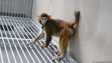 क्यों बड़ी कामयाबी है बंदर की क्लोनिंग और इससे हमारा क्या फायदा?