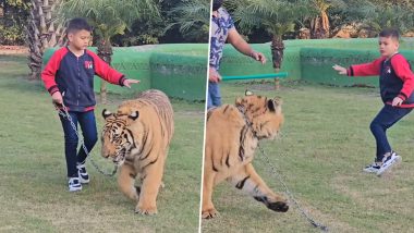 Viral video: जंजीरों से बंधे बाघ के साथ टहलता हुआ दिखा छोटा लड़का, आगे जो हुआ वह आपको चौंका देगा