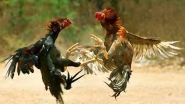 Andhra Pradesh-Telangana Cock Fight: भारतीय पशु कल्याण बोर्ड आदेश, आंध्र प्रदेश, तेलंगाना में मुर्गों की लड़ाई पर लगे रोक