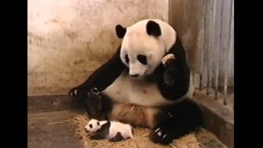 Baby Panda Video: बेबी पांडा की छींक से डर के मारे उछल पड़ी उसकी मां, वीडियो देखकर छूट जाएगी आपकी हंसी