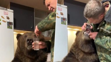 Bear Viral Video: भालू के दांतों की सफाई करता दिखा शख्स, मुंह में हाथ डालकर कराने लगा ब्रश और फिर...