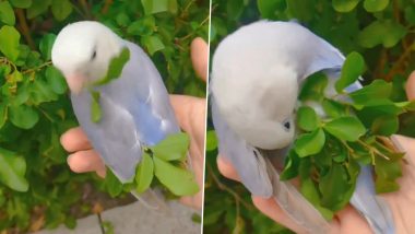 Viral Video: घोंसला बनाने के लिए पत्तियों को इकट्ठा करता दिखा पक्षी, वीडियो देख बन जाएगा आपका दिन