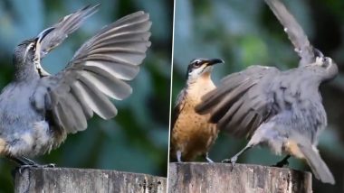 Viral Video: अपनी मादा साथी को प्रभावित करने के लिए पंख खोलकर डांस करने लगा पक्षी, मनमोहक वीडियो हुआ वायरल