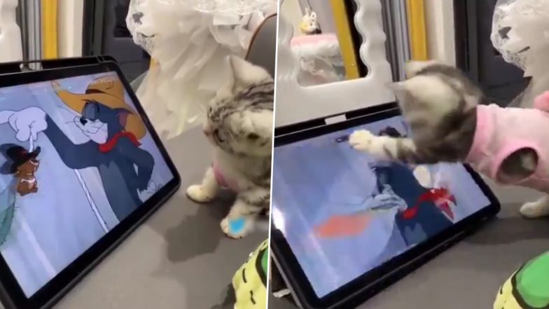 टैबलेट पर &lsquo;टॉम एंड जेरी&rsquo; देख रही थी बिल्ली, अचानक हुआ कुछ ऐसा... Viral Video देख हंस पड़ेंगे आप